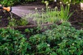 Watering of blossoming garden strawberry Royalty Free Stock Photo