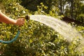 A stream of water. Watering blueberry shrubs with a watering gun