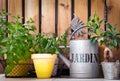 Watering can and aromatic herbs Royalty Free Stock Photo