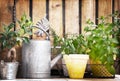 Watering can and aromatic herbs garden