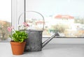Watering can and beautiful blooming daisies in pot on window sill. Spring flowers Royalty Free Stock Photo