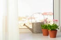 Watering can and beautiful blooming daisies in pots on window sill. Spring flowers Royalty Free Stock Photo