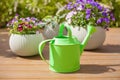Watering can and beautiful pansy summer flowers in flowerpots in garden