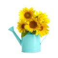 Watering can with beautiful yellow sunflowers on Royalty Free Stock Photo