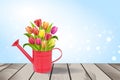 Watering can with bouquet of tulips Royalty Free Stock Photo