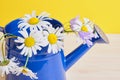 Watering can with camomiles. Watering can with camomiles flowers Royalty Free Stock Photo