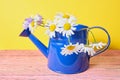 Watering can with camomiles. Watering can with camomiles flowers Royalty Free Stock Photo