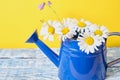 Watering can with camomiles. Watering can with camomiles flowers Royalty Free Stock Photo