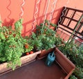 Watering can in a corner of the terrace with planters with veget