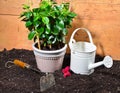 Watering can Royalty Free Stock Photo