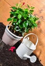 Watering can Royalty Free Stock Photo