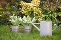 Watering can and flowers Royalty Free Stock Photo