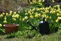 A watering can in front of daffodil in spring