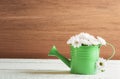 Watering can full of daisies Royalty Free Stock Photo