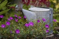 Watering can in garden Royalty Free Stock Photo