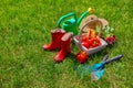 Watering can with garden tools and fresh vegetables pepper Royalty Free Stock Photo