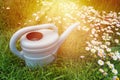 Watering can on green grass in spring garden with blooming flowers on meadow Royalty Free Stock Photo