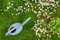 Watering can on green grass in spring garden with blooming flowers on meadow Royalty Free Stock Photo