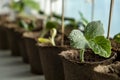 Watering can growing vegetables sprouts from seeds at home. Box with seedlings Royalty Free Stock Photo