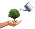 Watering can and hand holding stack of golden coins with tree growing Royalty Free Stock Photo