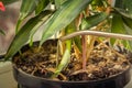 Watering from a watering can of a houseplant Dracaena on the windowsill in the room.