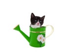 Watering Can Kitty Royalty Free Stock Photo