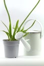 The watering can and the orchid