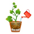 Watering can and plant in pot isolated on white background. Seedling with root system in cutaway flower pot.