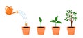 Watering can with plant. Tree growth Stages with green leaf, nature plant.