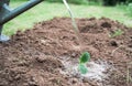 Watering can, plant in water. Spring season planting of seedlings,small green sprouts of vegetables,zucchini in ground,soil,land. Royalty Free Stock Photo