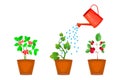 Watering can and plants in pot. Flowers are watered from watering can.