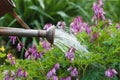 Watering can pouring water on blooming Pacific bleeding heart flowers in the garden Royalty Free Stock Photo