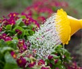 Watering can pouring water on flowers in spring garden