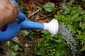 Watering can pouring water on plants Royalty Free Stock Photo