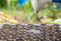 Watering can pouring water on sapling in tray Royalty Free Stock Photo