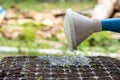 Watering can pouring water on sapling in tray Royalty Free Stock Photo