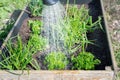 Watering can pours water on herb plants in a wooden raised bed in a country garden