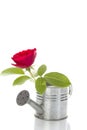 Watering can with red rose Royalty Free Stock Photo