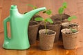 Watering can and seedlings of cucumber