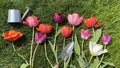 Watering can shovel tulip flowers