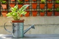 Watering can with small green plant in garden