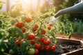 watering can spout pouring water onto a patch of tomato plants on a raised garden bed. Generative AI