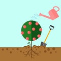 Watering can sprays water drops. Grow tree from the seed tree. Sprout, sapling with shovel, spade. Royalty Free Stock Photo