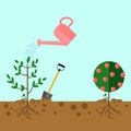 Watering can sprays water drops. New plant, sprout, sapling with shovel, spade isolated on background. Gardening, planting process Royalty Free Stock Photo