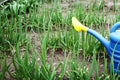 Watering can for watering plants on green onion beds