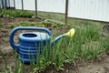 Watering can for watering plants on green onion beds