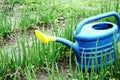 watering can for watering plants on green onion beds