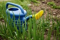 Watering can for watering plants on green onion beds
