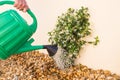 Watering can watering a young Jasmine plant. Royalty Free Stock Photo