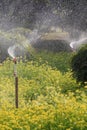 Watering canola flower field Royalty Free Stock Photo